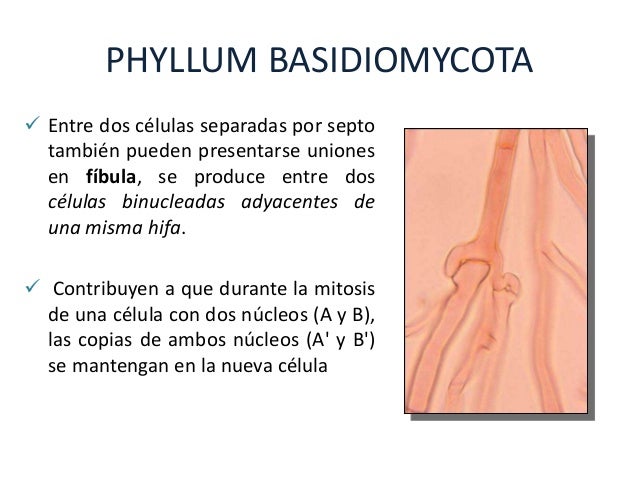 caracteristicas de los basidiomicetos